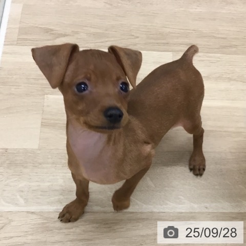 ミニチュア・ピンシャーの写真
