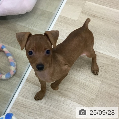 ミニチュア・ピンシャーの写真