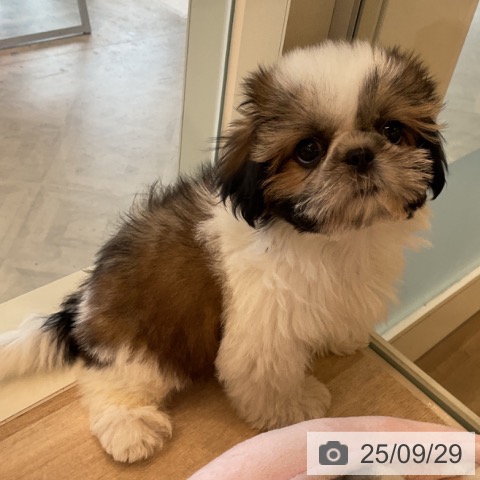 シー・ズーの写真