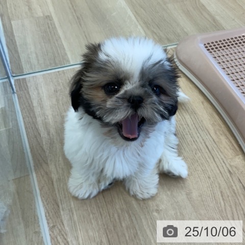 シー・ズーの写真