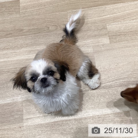 茨城県のシーズー (ペッツワン 阿見店/2025年7月16日生まれ/女の子/ゴールドホワイト)の子犬の3枚目の画像