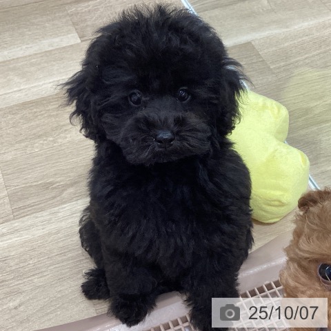 トイ・プードルの写真