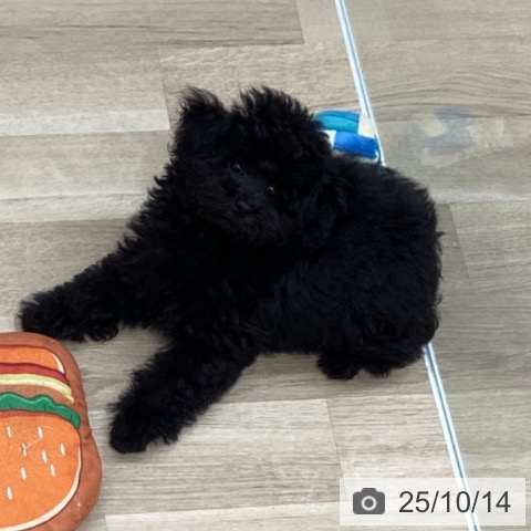 トイ・プードルの写真