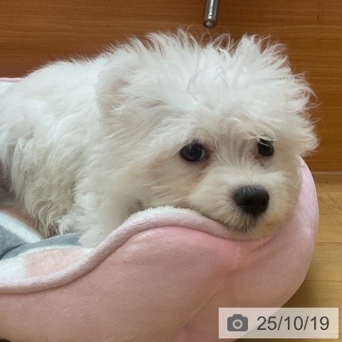 マルチーズの写真