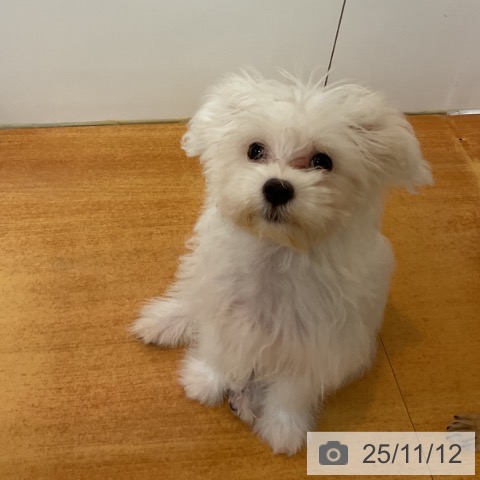 マルチーズの写真