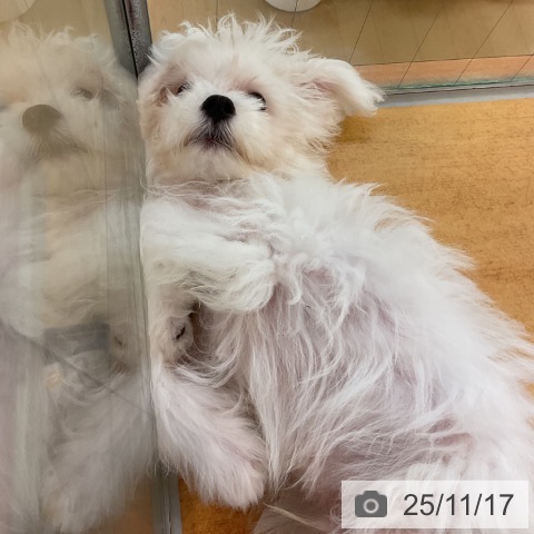 マルチーズの写真