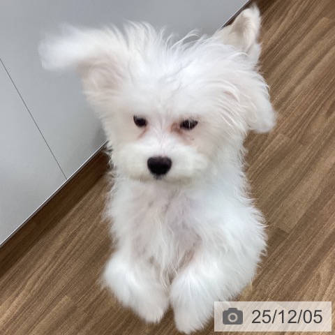 マルチーズの写真