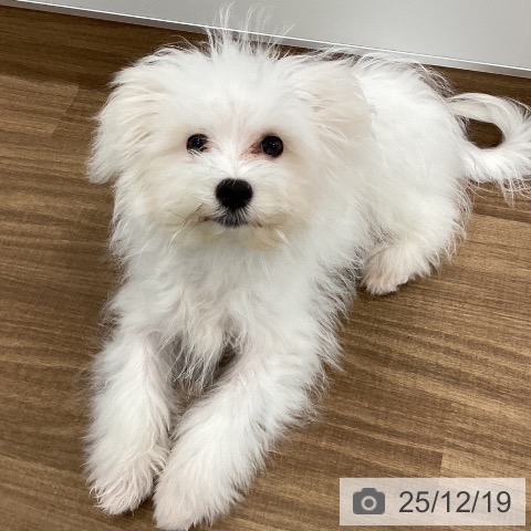 茨城県のマルチーズ (ペッツワン つくば店/2025年7月27日生まれ/男の子/ホワイト)の子犬の4枚目の画像