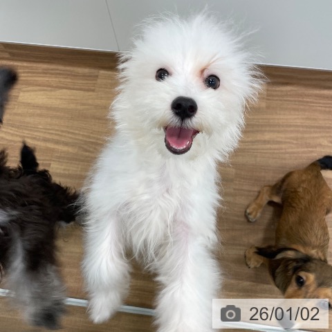 茨城県のマルチーズ (ペッツワン つくば店/2025年7月27日生まれ/男の子/ホワイト)の子犬の4枚目の画像