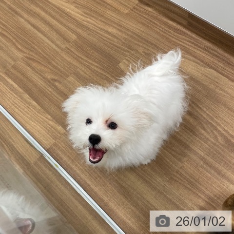 茨城県のマルチーズ (ペッツワン つくば店/2025年7月27日生まれ/男の子/ホワイト)の子犬の3枚目の画像