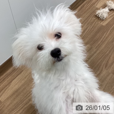 茨城県のマルチーズ (ペッツワン つくば店/2025年7月27日生まれ/男の子/ホワイト)の子犬の4枚目の画像