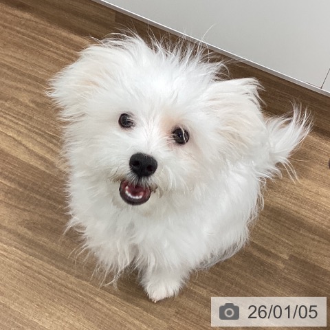 茨城県のマルチーズ (ペッツワン つくば店/2025年7月27日生まれ/男の子/ホワイト)の子犬の3枚目の画像