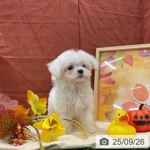 マルチーズの写真