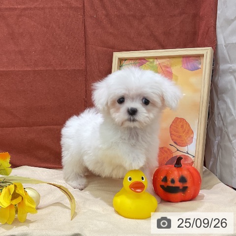 マルチーズの写真