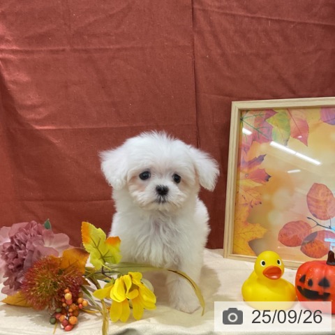 マルチーズの写真