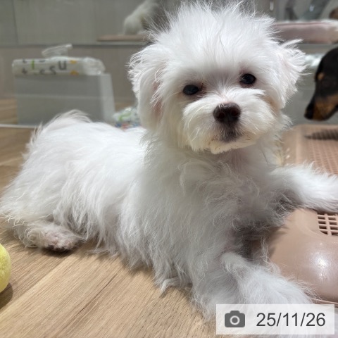 マルチーズの写真