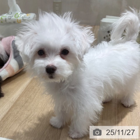 マルチーズの写真
