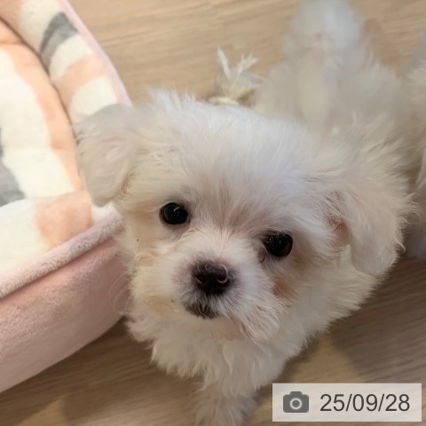 マルチーズの写真