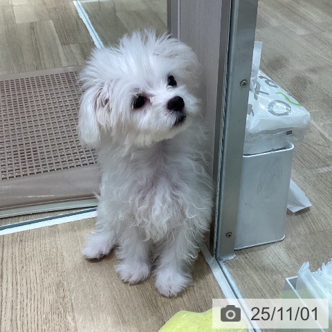 マルチーズの写真