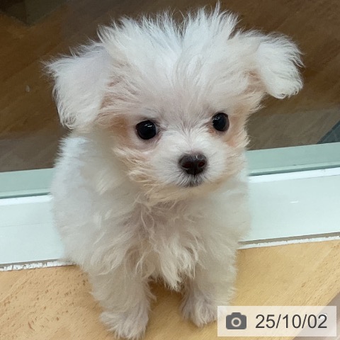 マルチーズの写真