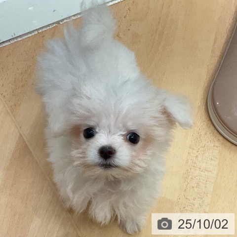 マルチーズの写真