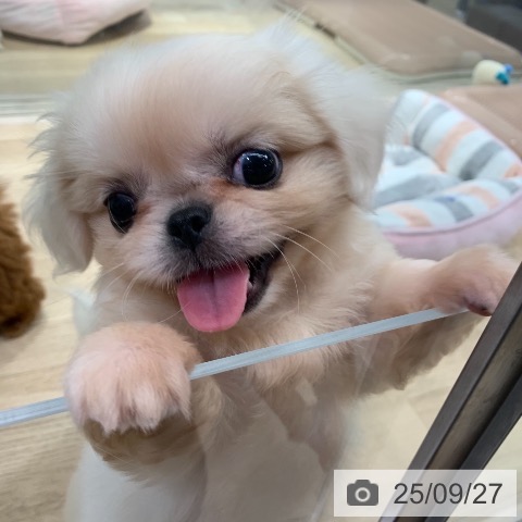 ペキニーズの写真