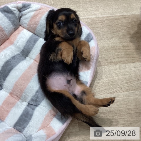 ミニチュア・ダックスフンドの写真