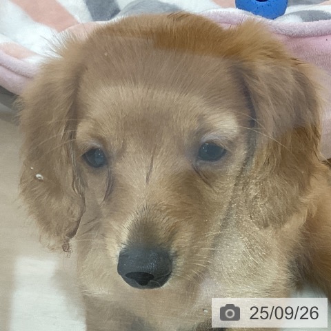 ミニチュア・ダックスフンドの写真