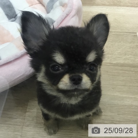 チワワの写真