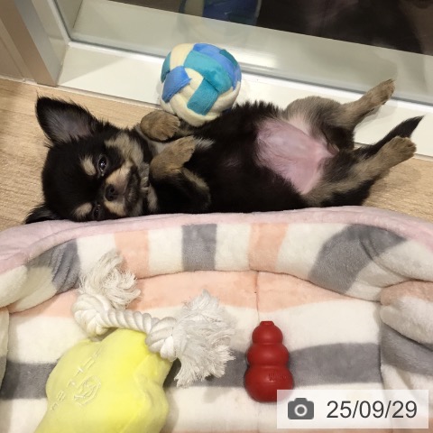 チワワの写真