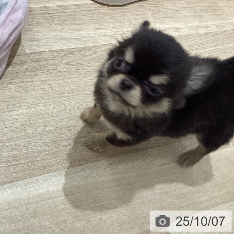 チワワの写真