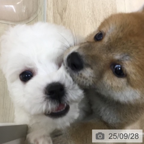 ビション・フリーゼの写真