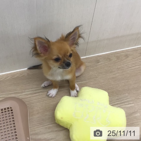 埼玉県のチワワ(ロング) (ペットプラス 八潮店/2025年7月20日生まれ/男の子/フォーンホワイト)の子犬の3枚目の画像