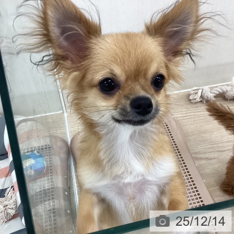 埼玉県のチワワ(ロング) (ペットプラス 八潮店/2025年7月20日生まれ/男の子/フォーンホワイト)の子犬の3枚目の画像