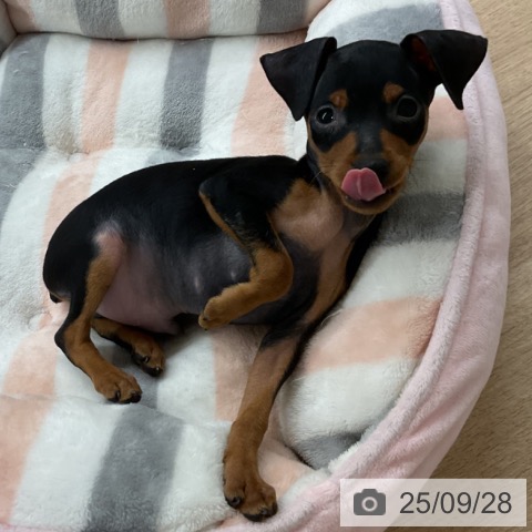 ミニチュア・ピンシャーの写真