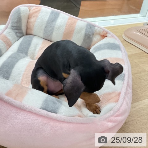 ミニチュア・ピンシャーの写真