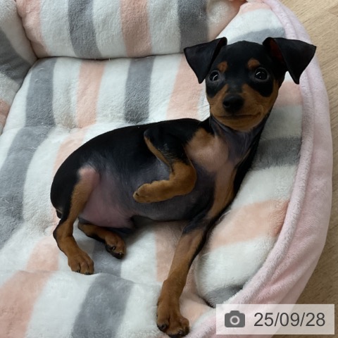 ミニチュア・ピンシャーの写真