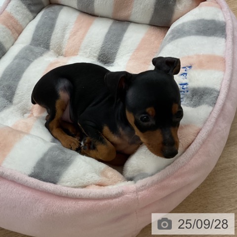 ミニチュア・ピンシャーの写真