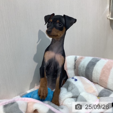 ミニチュア・ピンシャーの写真
