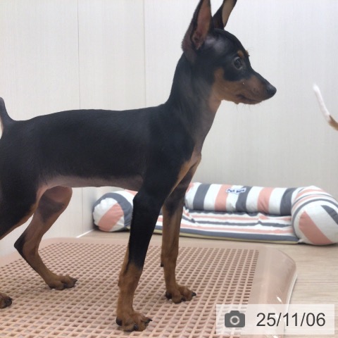 ミニチュア・ピンシャーの写真