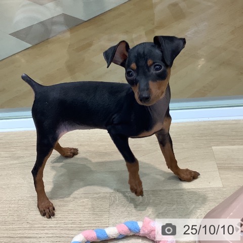 ミニチュア・ピンシャーの写真