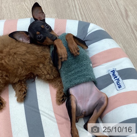 ミニチュア・ピンシャーの写真