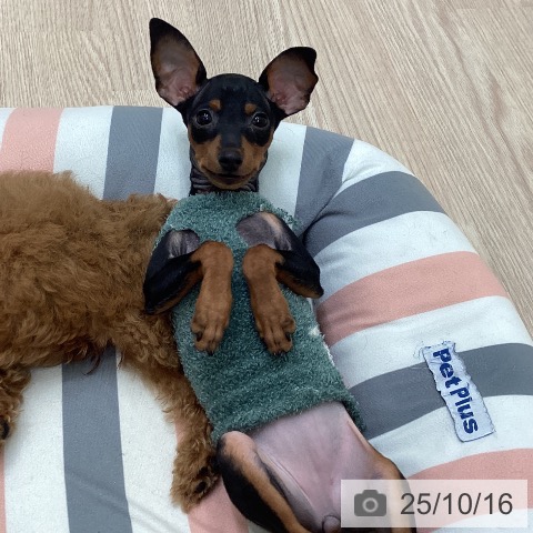 ミニチュア・ピンシャーの写真