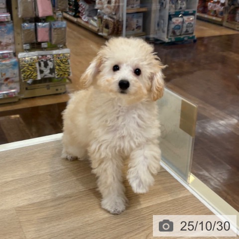 トイ・プードルの写真