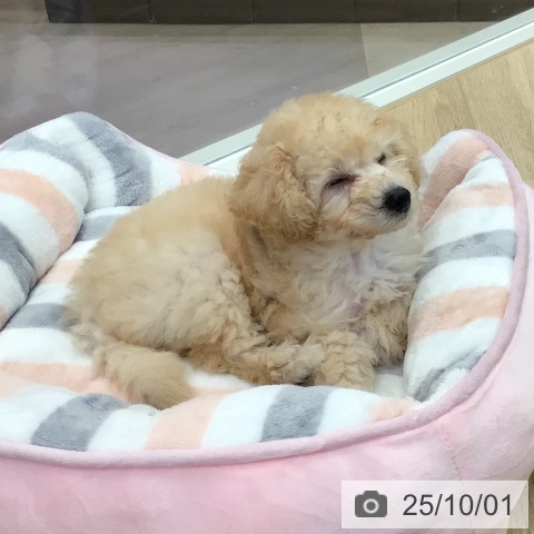 トイ・プードルの写真