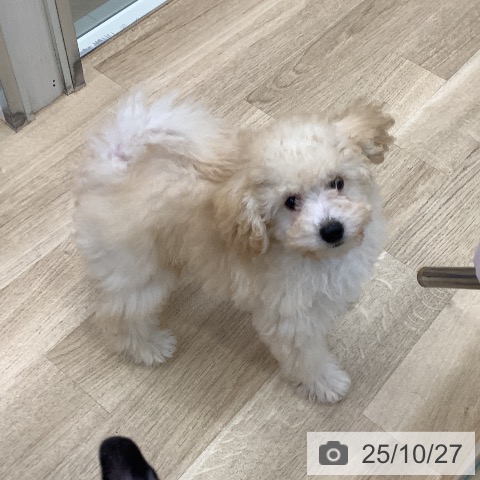 トイ・プードルの写真