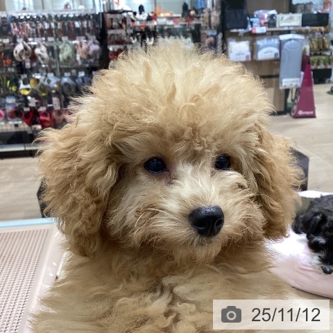 トイ・プードルの写真