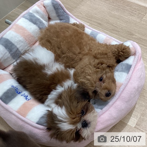 トイ・プードルの写真