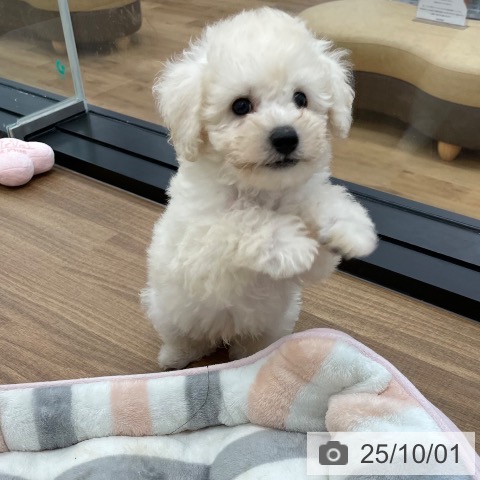 トイ・プードルの写真