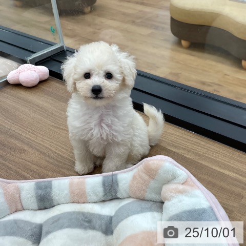 トイ・プードルの写真